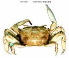 日本大眼蟹 日本大眼蟹