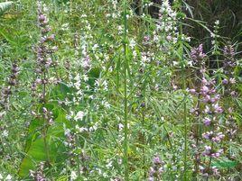 野益母艾 野益母艾