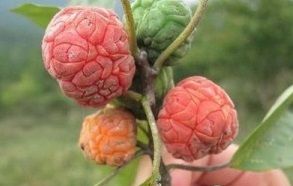 雞嗉台果 雞嗉台果