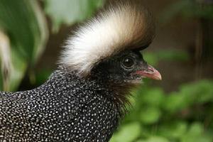 冠羽眼斑雉 冠羽眼斑雉