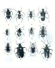 瘤筒天牛 瘤筒天牛