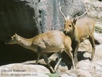 卡島豚鹿 卡島豚鹿