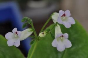 翅柄岩報春 翅柄岩報春