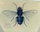 巨尾阿麗蠅 巨尾阿麗蠅