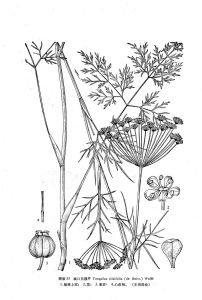 城口東俄芹 城口東俄芹