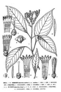 秦氏蛇根草 秦氏蛇根草