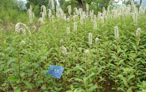 金江珍珠菜 金江珍珠菜