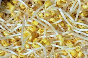 豆芽 豆芽