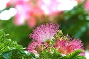 合歡花[薔薇目豆科植物]