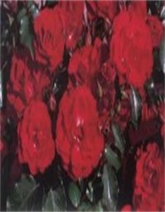 科菲拉蒂 科菲拉蒂