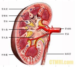 腎臟示意圖