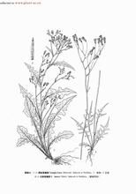 厚絨黃鵪菜 厚絨黃鵪菜