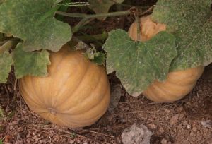 銀輝一號 銀輝一號