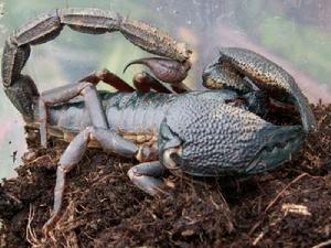 紅爪雨林 紅爪雨林
