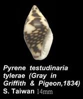 斑龜核螺 斑龜核螺