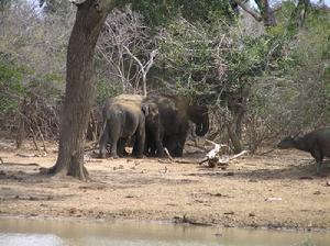 亞拉國家公園的錫蘭象