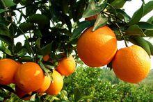 宜昌橙
