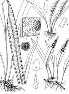 有邊瓦韋 有邊瓦韋