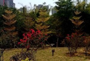 刺桐公園