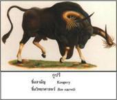 高棉野牛