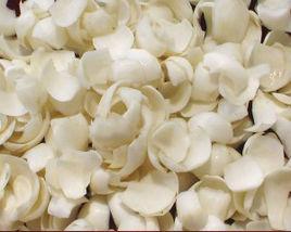 大別山百合 大別山百合