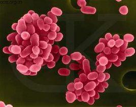 布魯菌病 布魯菌病