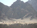 安南壩野駱駝自然保護區