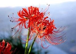 石蒜[石蒜屬植物]