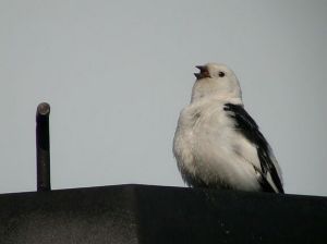 雪鵐指名亞種 雪鵐指名亞種