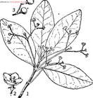 大葉白樹溝瓣 大葉白樹溝瓣