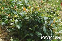 錫葉藤 Tetracera sarmentosa