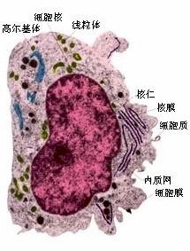 原始生物系統 原始生物系統