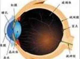 眼球不能隨意動 眼球不能隨意動