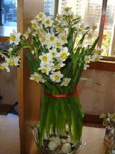 我與水仙花 我與水仙花