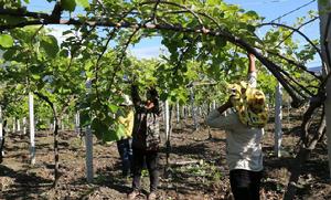 2017年夏尼村獼猴桃基地一角1