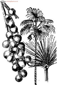 瓊棕形態特徵分析圖