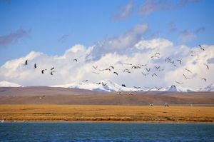 羌塘高原 羌塘高原