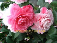 喬依·肯得力克