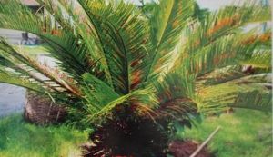 十萬大山蘇鐵 十萬大山蘇鐵