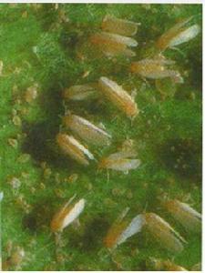 假眼小綠葉蟬 假眼小綠葉蟬