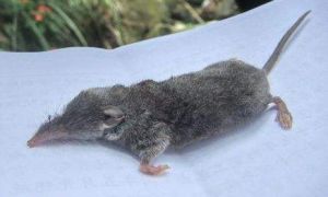 灰麝鼩指名亞種 灰麝鼩指名亞種