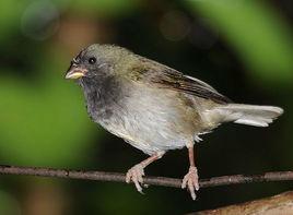 黃肩草雀 黃肩草雀