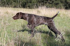 波音達獵犬 波音達獵犬