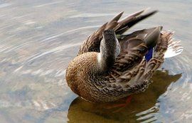 微山麻鴨 微山麻鴨