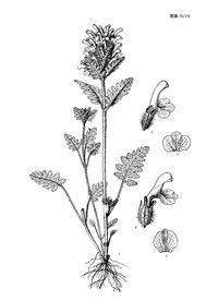 密穗馬先蒿許氏亞種 密穗馬先蒿許氏亞種