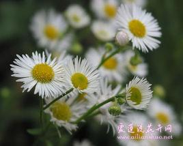 連皮菊花心 連皮菊花心