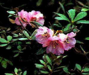 宿鱗杜鵑 宿鱗杜鵑