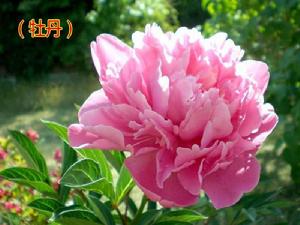 和述古冬日牡丹 和述古冬日牡丹