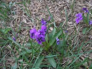 紫花粗糙黃堇