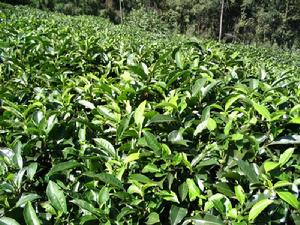 雙河口自然村種植茶葉